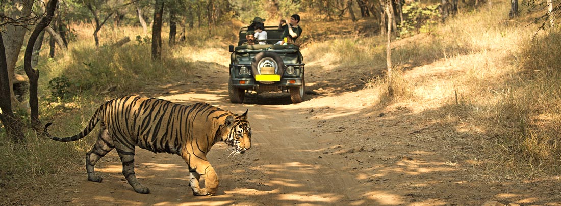 Corbett wildlife safari